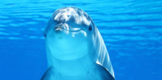 불법 배팅 사이트 이용은 지능 문제 – 먹튀가 안무섭냐?